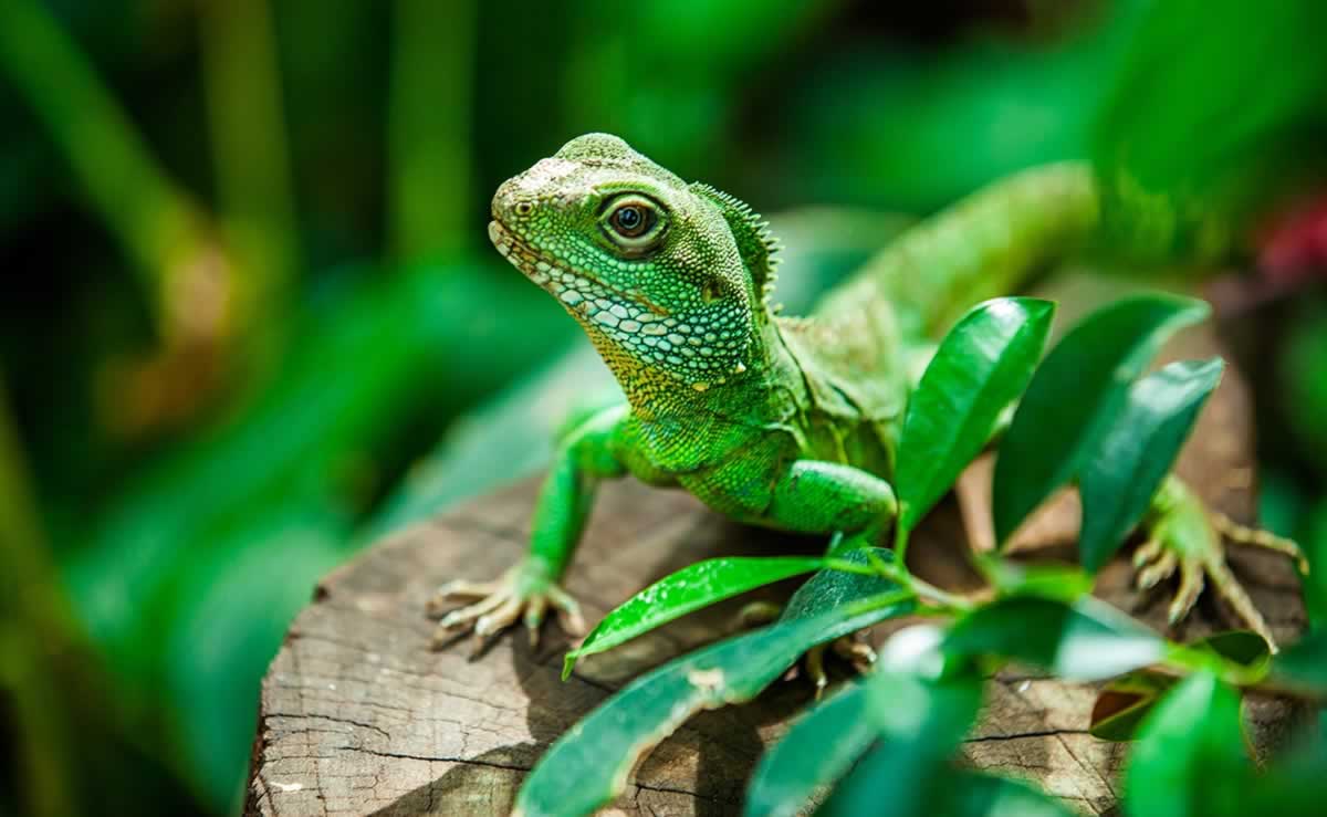 Pretty green lizard standing on log
