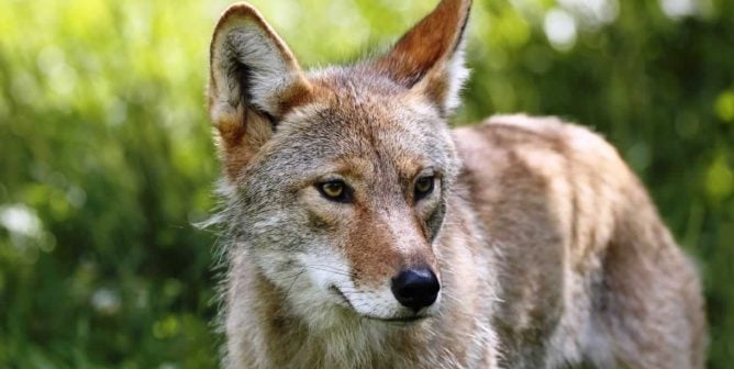 Olympian Meagan Duhamel Says Canadian Uniforms Need to Stay Fur-Free