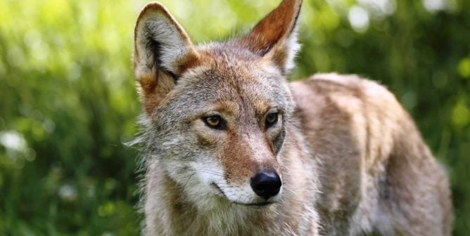 A coyote standing in grass, looking off to the side