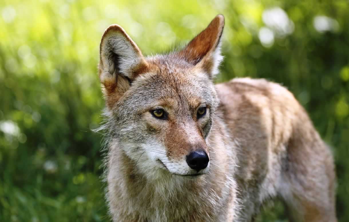A coyote standing in grass, looking off to the side