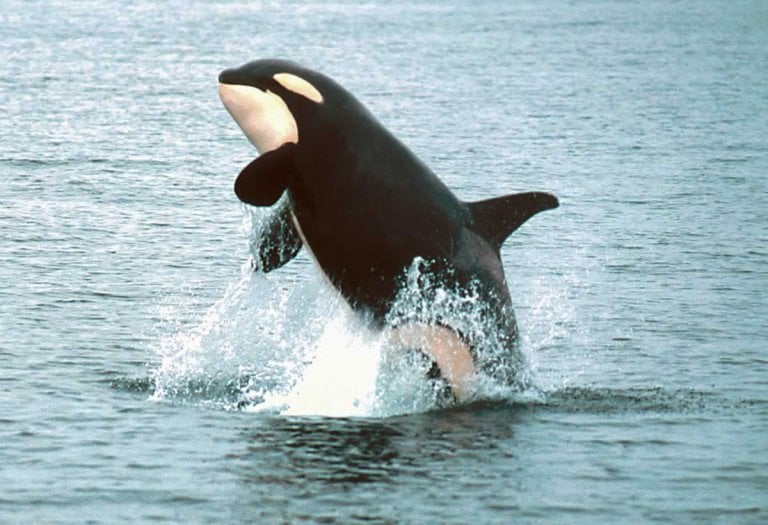 Orca in the wild jumping out of water