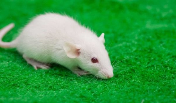 White mouse with red eyes on green carpet