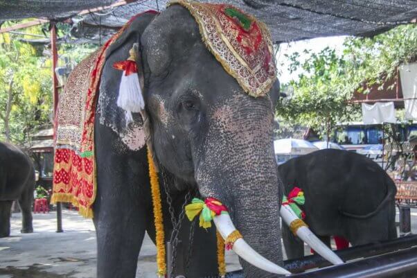 Elephant used for rides in Thailand