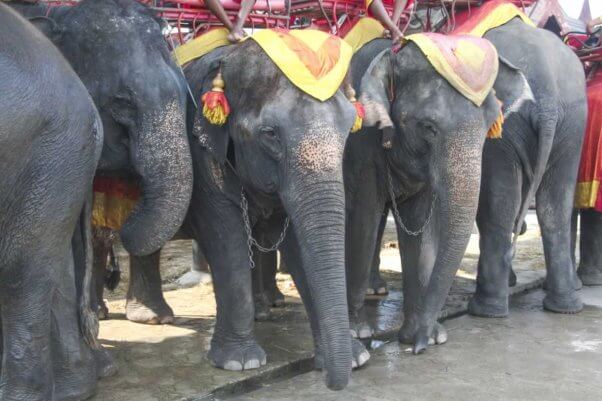 Elephants in Thailand used for rides