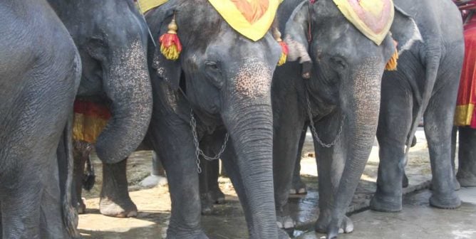 Elephants in Thailand used for rides