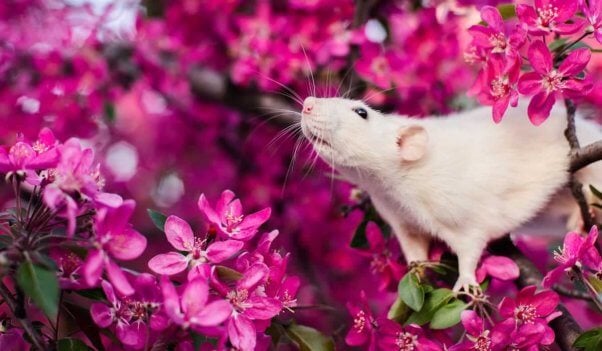 A white rat in a flowering bush sniffs the air