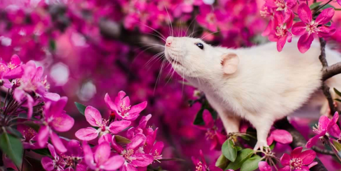 PETA’s Research Modernization Deal Kicks Animal Tests to the Curb
