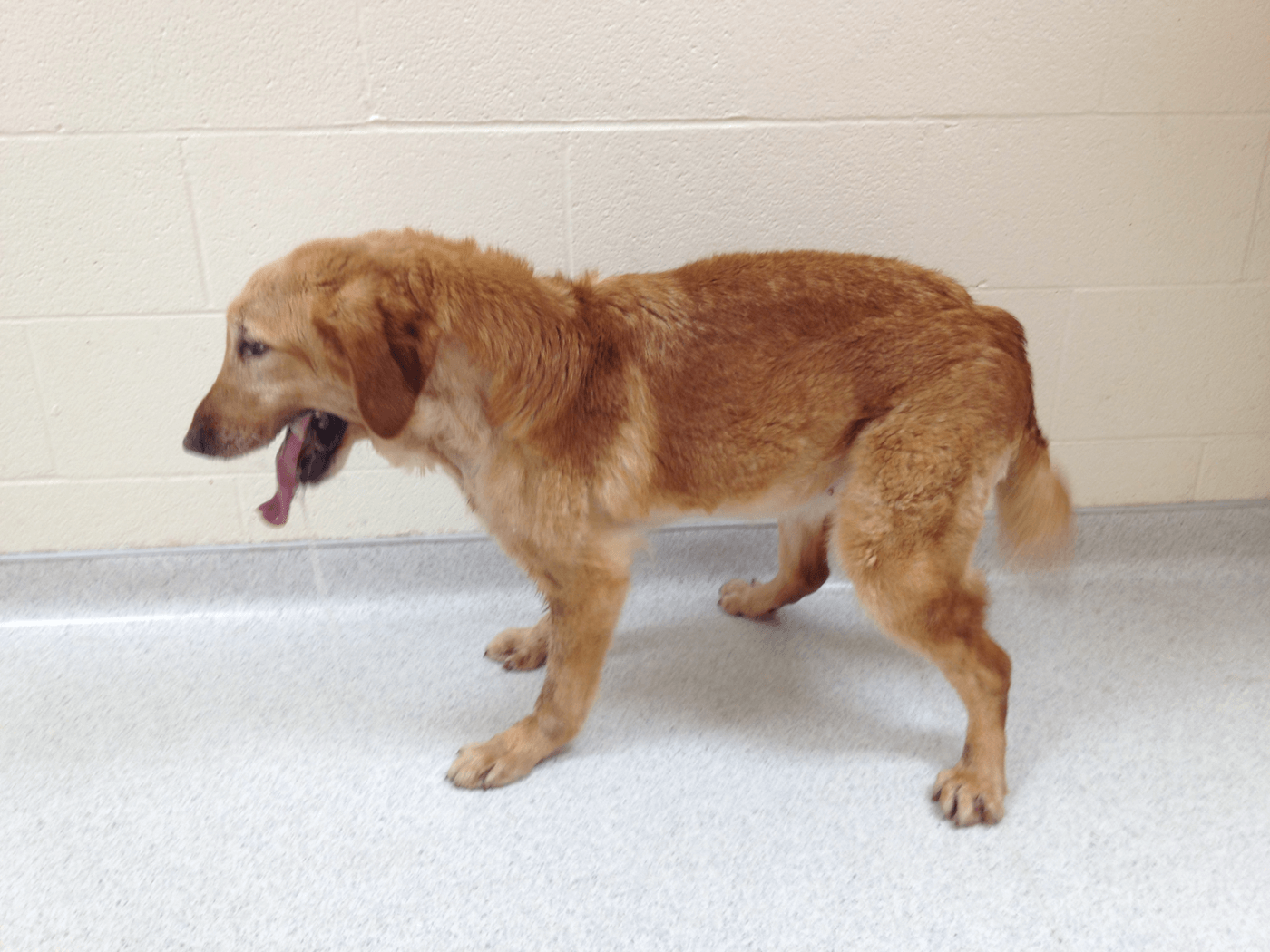 Jelly, a large yellow dog, stands. He is panting, and his hind limbs appear bow-legged. 