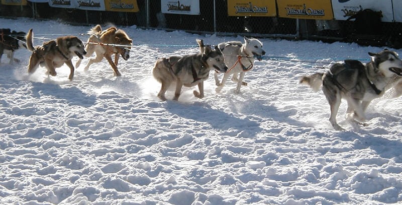 sled dogs running in snow