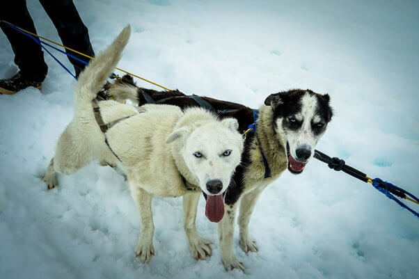 iditarod huskies