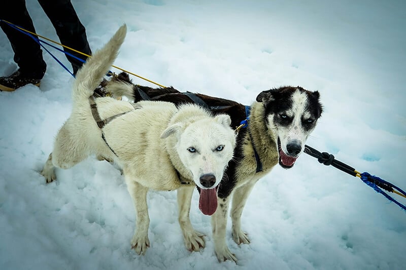 Dogs pulling sled
