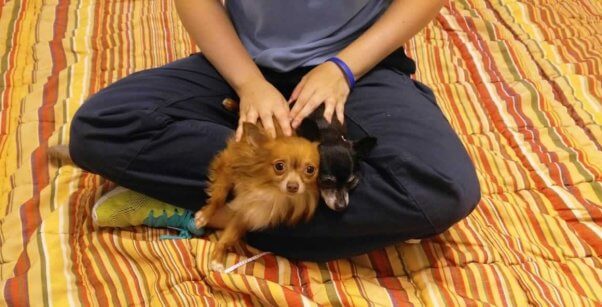 two Chihuahuas sitting in a person's lap