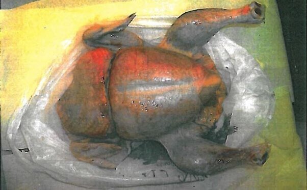 Body of chicken with plastic band embedded in its body - Tyson