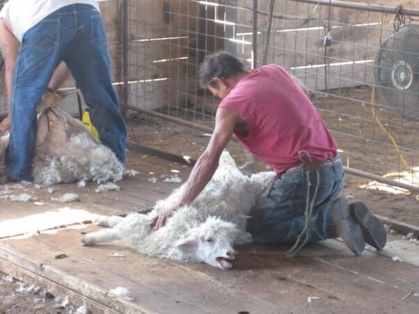 Chinese Woman Killing A Goat / Coronavirus Indian Street Traders Risking Human Health By ...
