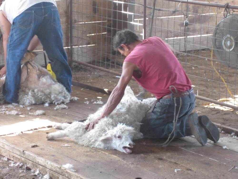 What Is Mohair? Here's Everything You Need to Know PETA