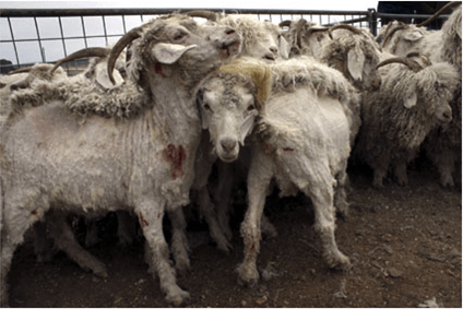 goat mohair peta angora goats hair during covering used industry shearing some