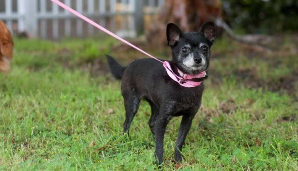 Cranberrt outside on pink leash