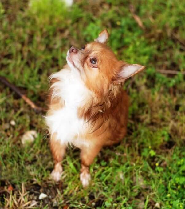 Trail Mix sitting outside