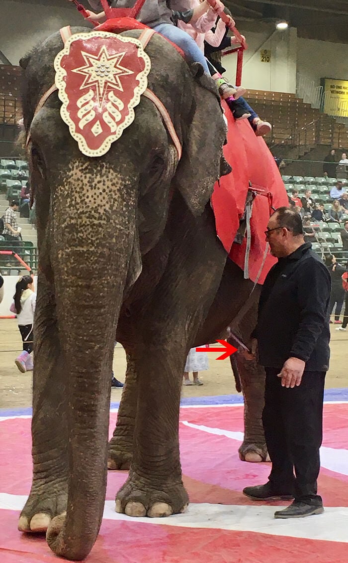 Urge Jordan World Circus to End Its Animal Acts! PETA