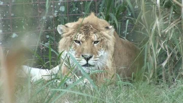 Freckles, a liger