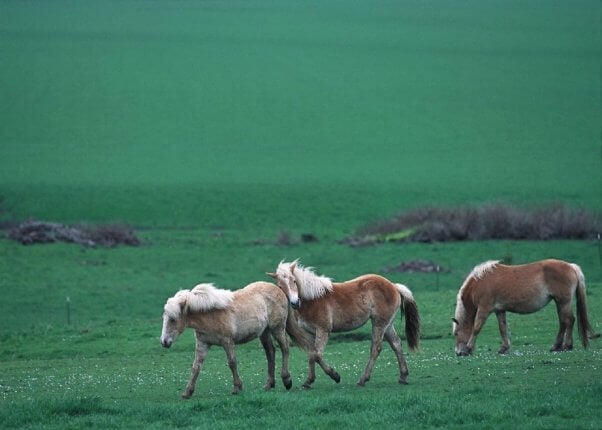 Three horses in a green pasture.