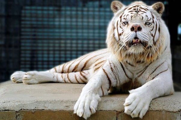 Inbred white tiger with cleft palate and crossed eyes