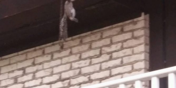 squirrel stuck in apartment trap
