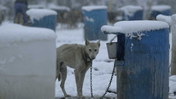 dogfighting kennels vs. dogsledding kennels