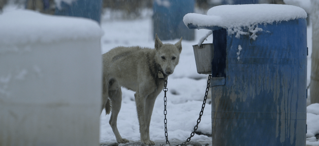dogfighting kennels vs. dogsledding kennels