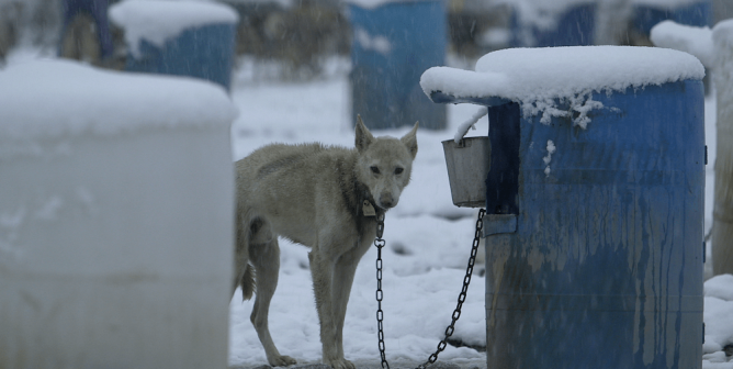 dogfighting kennels vs. dogsledding kennels