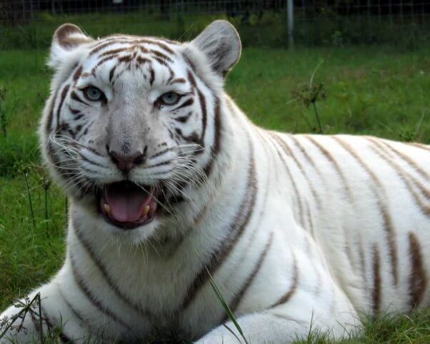 Zabu, a white tiger