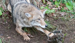 URGENT: Protect Wildlife From Cruel Trapping in Their Homes!