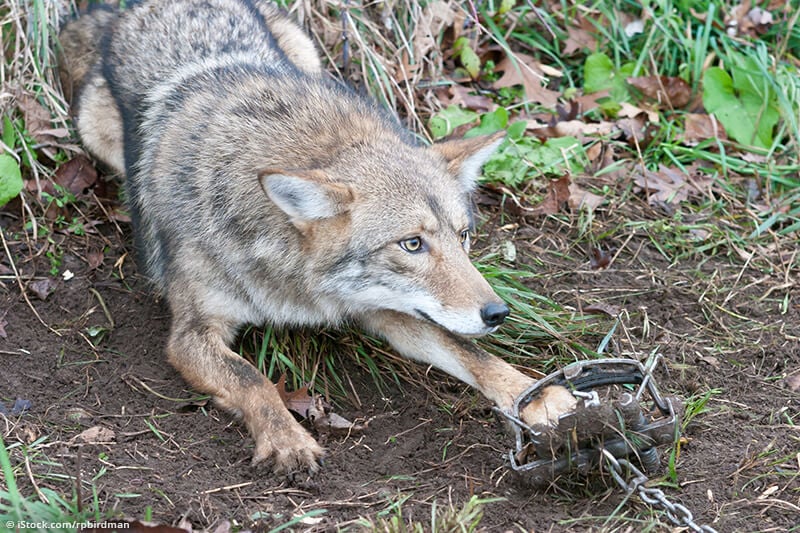 coyote caught in leg hold trap