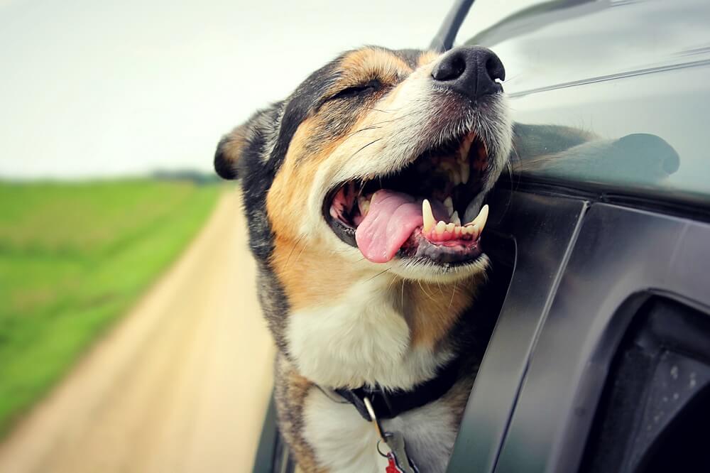 Dog Falls out Moving Car on Busy Highway, Is Left Hanging by a Leash PETA