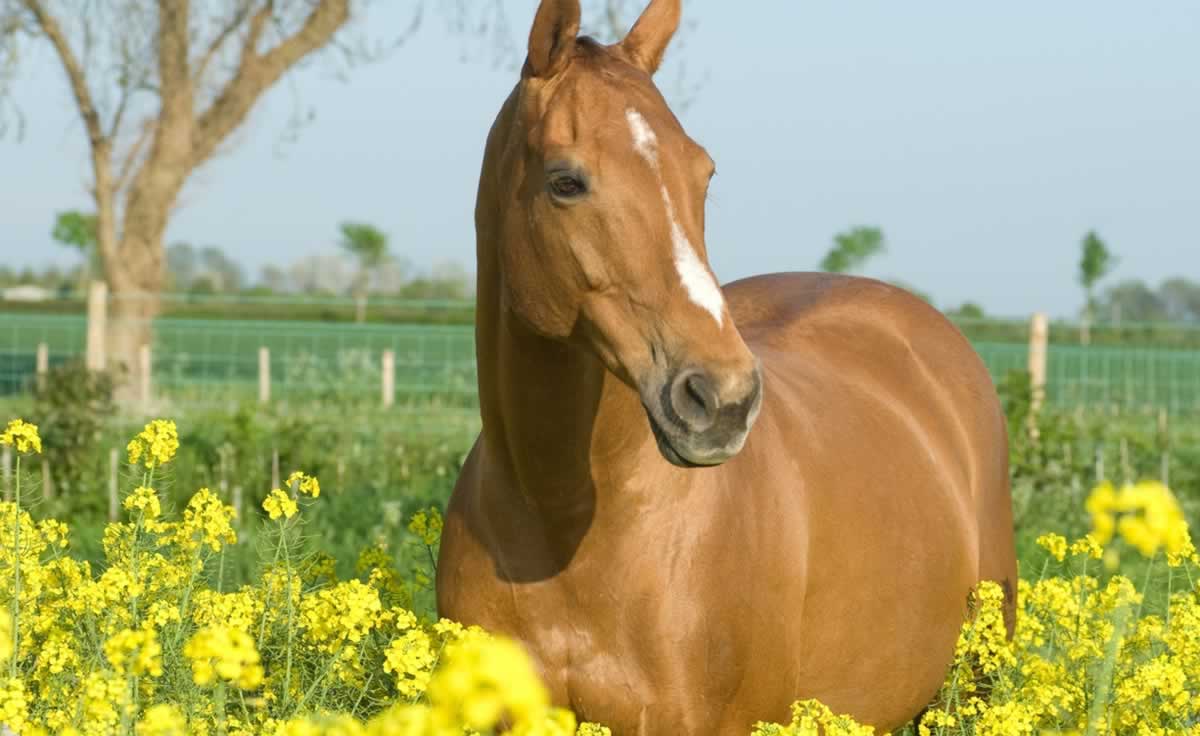 Brown horse in field of yellow flowers