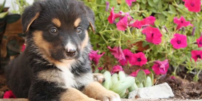 Finding Animal-Friendly Housing