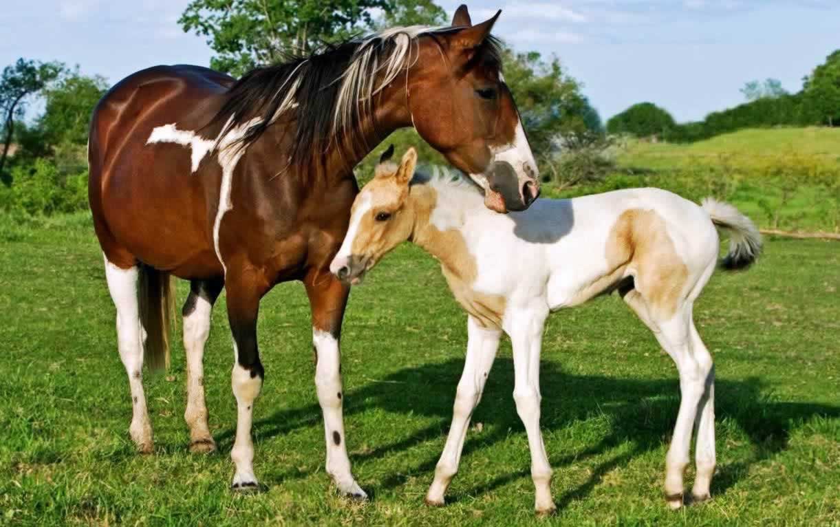 Brown-and white horse with young foal