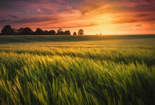 Beautiful sunset photo of wheat field