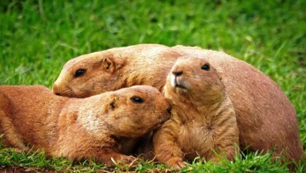 URGENT: U.S. Forest Service Mulls Over Prairie Dog Slaughter! | PETA