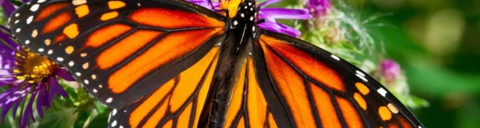 Close-up of monarch butterfly on purple flower
