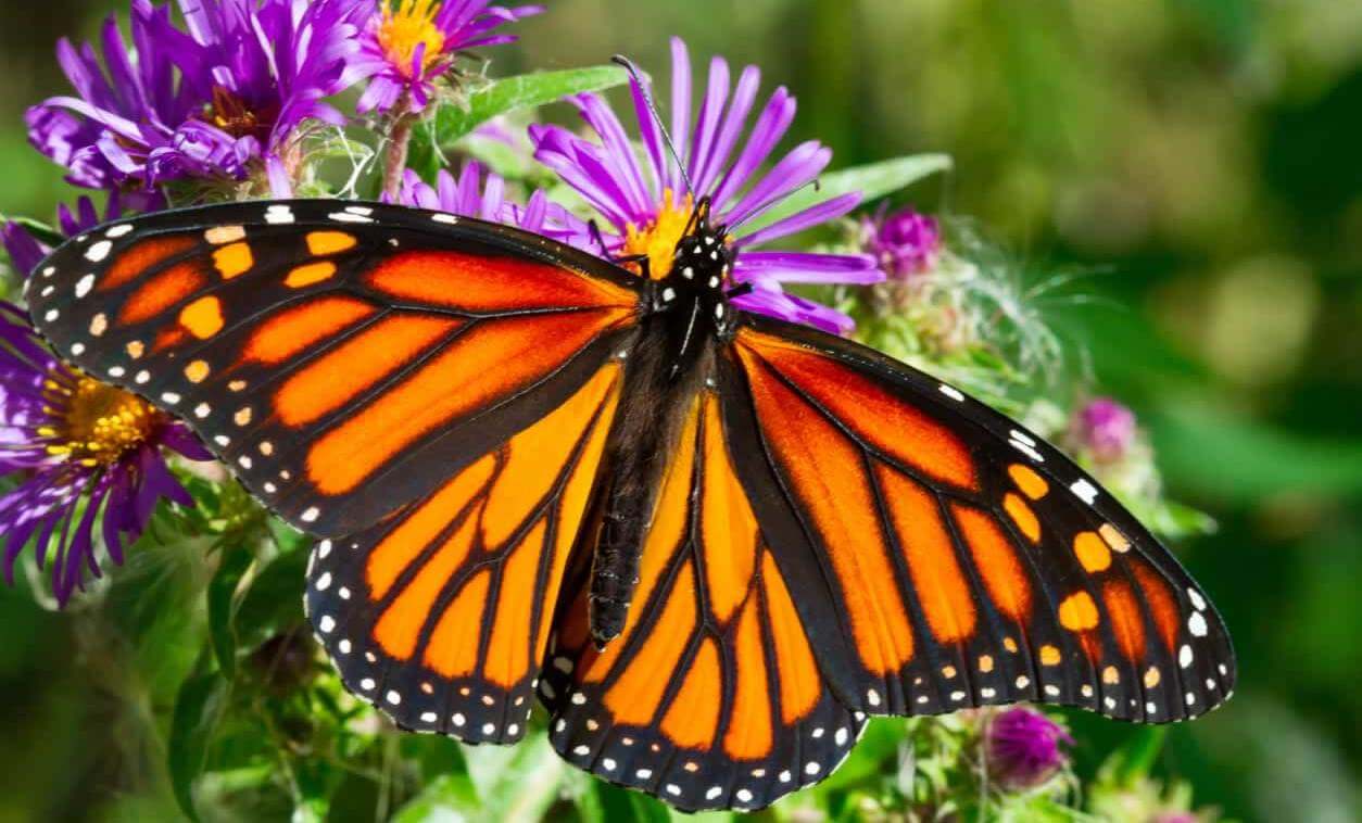 Close-up of monarch butterfly on purple flower