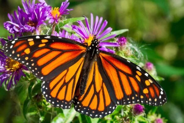 Monarch butterfly on purple flowers