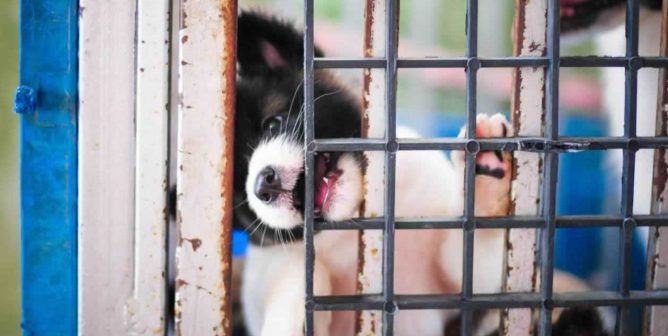 Cute fluffy puppy gnawing on bars of shelter cage
