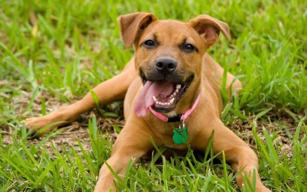 Cute smiley brown dog in grass