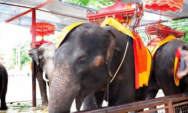 Three Asian elephants with seats strapped to them