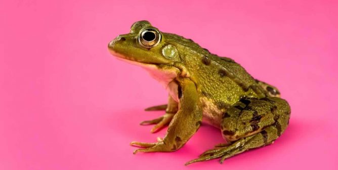 All These Celebrities Have Spoken Out Against Dissection