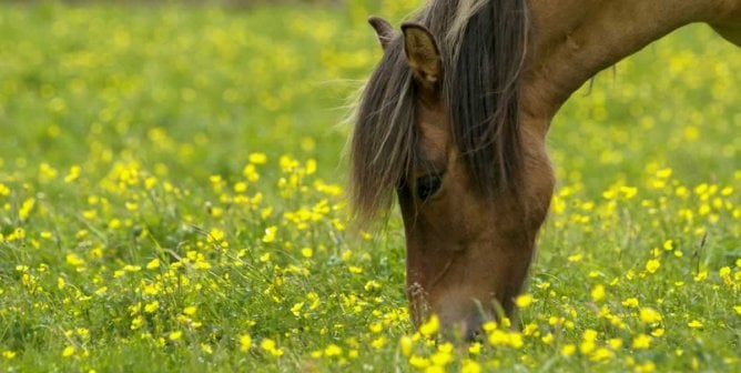 Close-up of pretty brown horse grazing in field of yellow flowers