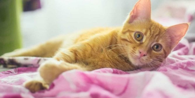 Cute marmalade kitten lying on purple fabric