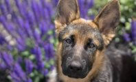 Looking for German Shepherds for Sale? Read This Before You Think About Buying