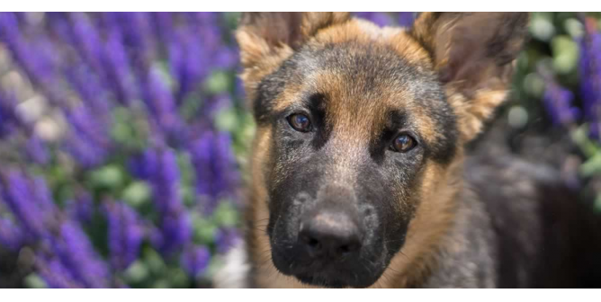 Looking for German Shepherds for Sale? Read This Before You Think About Buying